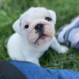 Bulldog Puppies from Winehaus Bulldogs