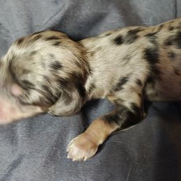 Dapple 1 - Dapple male Dachshund puppy in Macon, Missouri from Angelic Doxies