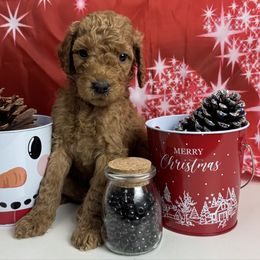Black Collar Standard Poodle - Red  male Poodle puppy in Murrayville, Georgia from Spoiled Rotten Kennels