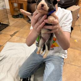 Blue girl 2 - White and blue female Border Collie puppy in Bogata, Texas from Celtic Farms Border Collies and Danes