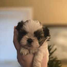 Girl 2 - Brindle and white female Shih Tzu puppy in Norris City, Illinois from Dainty and Darling Shih Tzu