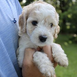 Simba - Apricot male Labradoodle puppy in Dothan, Alabama from Circle City Labradoodles