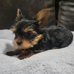 Boy 1 - Black and tan male Yorkshire Terrier puppy in San Antonio, Texas from R&R Yorkies of San Antonio