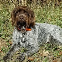 Wirehaired Pointing Griffons from SEAN EATON