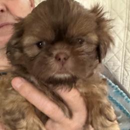 Scooby - Liver male Shih Tzu puppy in Scottdale, Pennsylvania from Nancy’s Majestic Shih Tzus