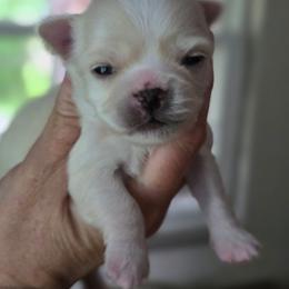 Frankie - Cream and white male Chihuahua puppy in Xenia, Ohio from Moose Creek Chihuahua's