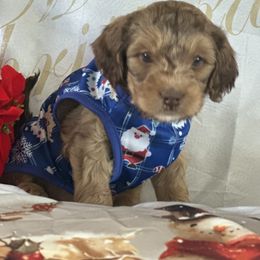Toby - Sable male Goldendoodle puppy in Waynesboro, Virginia from Forest Creek Kennel