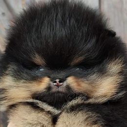 Pomeranians from Royal Tee Poms