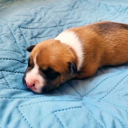 American Staffordshire Terrier Puppies from MDYC Amstaffs