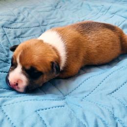 American Staffordshire Terrier Puppies from MDYC Amstaffs