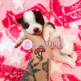 Mac - Chocolate parti male Pomeranian puppy in Idaho Falls, Idaho from Country Life Pomeranians