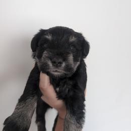 Black - Black and silver male Miniature Schnauzer puppy in Thomasville, North Carolina from J&J's Future Horizons Kennel