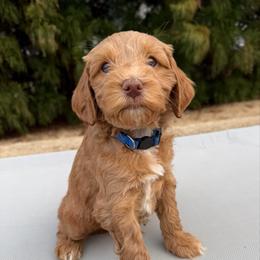 Royal Blue Boy - Caramel red male Australian Labradoodle puppy in West Union, South Carolina from Golden Corner Labradoodles, LLC