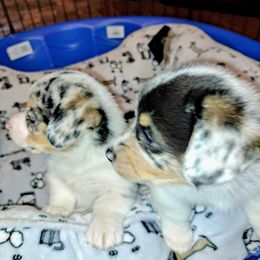American Corgi puppies from Southern Tastes American Corgis