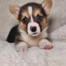 Pembroke Welsh Corgi Puppies from Sorrel Sands Corgis