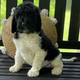 Mooch - Black and white male Saint Berdoodle puppy in New Bern, North Carolina from Southern Doodles of Eastern North Carolina