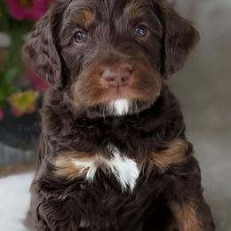 Foxglove - Tri-color male Australian Labradoodle puppy in Washington, North Carolina from Pamlico Labradoodles