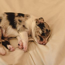 Aussiedoodle, Australian Labradoodle, Bernedoodle, and Golden Retriever Puppies from Golden Light Puppies