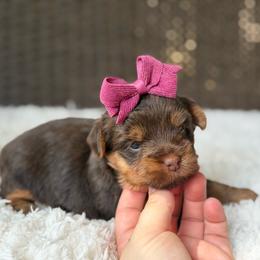 Gracie - Chocolate and tan female Yorkshire Terrier puppy in Liberty, Texas from Tiny Yorkshire pups