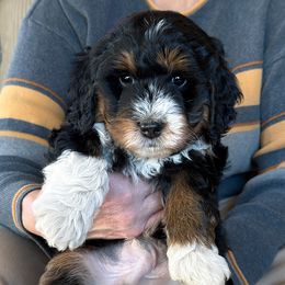 Kurt - Tri-color male Bernedoodle puppy in Roy, Utah from Doodles are Amazing