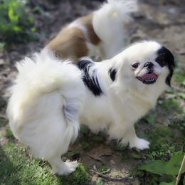 Peony - Japanese Chin