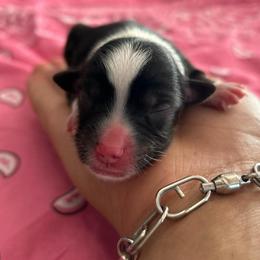 Trixie - Black tri female Miniature Australian Shepherd puppy in Lakeport, California from Akins Aussies/Wild Rose Ranch
