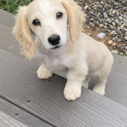 Dachshund Puppies from Dream Catcher Dachshunds