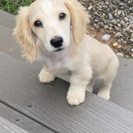 Dachshund Puppies from Dream Catcher Dachshunds