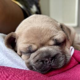 French Bulldog Puppies from Upcountry Frenchies