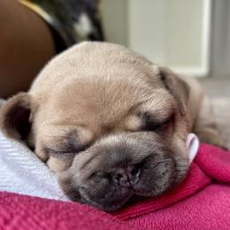 French Bulldog Puppies from Upcountry Frenchies