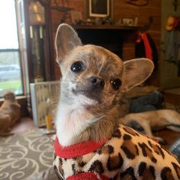 Chihuahua Puppies from Strawberry River Kennel