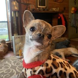 Chihuahua Puppies from Strawberry River Kennel