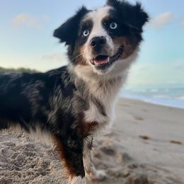 Dutton - Miniature Australian Shepherd