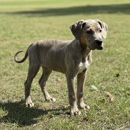 Aquamarine - Blue brindle female Great Dane puppy in Florida from Beachside Kennels