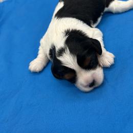 Clem - Tri-color male Cavalier King Charles Spaniel puppy in Burke, New York from Patti’s Puppies