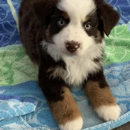 Miniature Australian Shepherd Puppies from Ice Blue Aussies