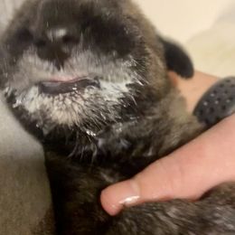 Irish Wolfhound Puppies from Serendipity Sighthounds