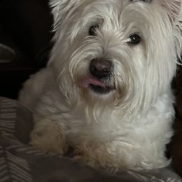 Luna - West Highland White Terrier