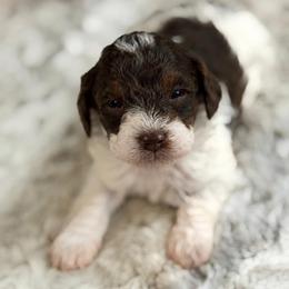 Hayley - Phantom female Poodle puppy in Davie, Florida from Dave Poodles