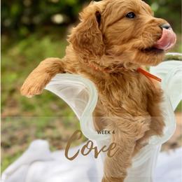 Goldendoodle Puppies from Ruby Pupper Doodles