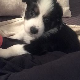 Australian Shepherd Puppies from Thousand Hills Australian Shepherds