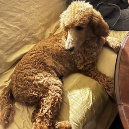 Elijah Royal - Poodle puppy from Brosie Nine Standard Poodles