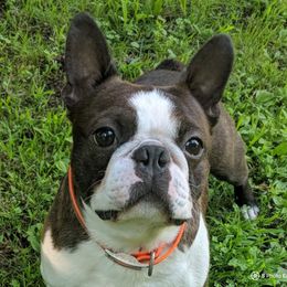 Tumble - Boston Terrier