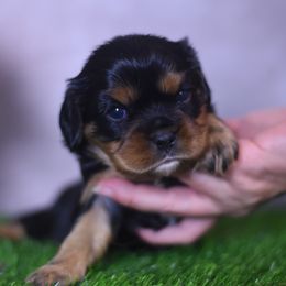 Cavalier King Charles Spaniel Puppies from Reigning Glory