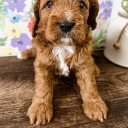 Cavapoo Puppies from Ruby's Cavapoos