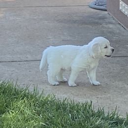 Girl 4 - Light golden Golden Retriever puppy in Shingle Springs, California from Golden State Goldens