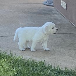 Girl 4 - Light golden Golden Retriever puppy in Shingle Springs, California from Golden State Goldens