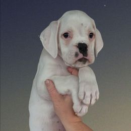 White Boy - White male Boxer puppy in Red Boiling Springs, Tennessee from Silver Rain