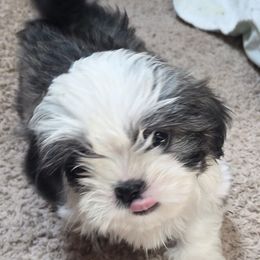 Carrie - female Shihpoo puppy in Kernersville, North Carolina from SweetTee's Shih Tzus LLC