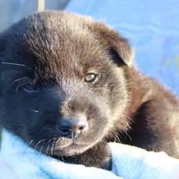 Blaze - Black brindle male Kai Ken puppy in Norfolk, Virginia from Hoshi No Ko Sou